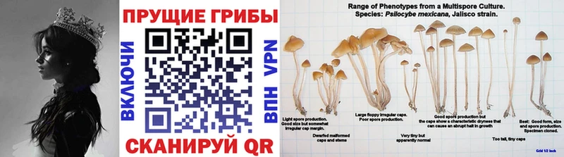 omg   Холмск  Псилоцибиновые грибы Psilocybine cubensis 